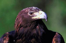 Eagle head.jpg