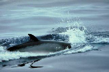 Minke Whale.jpg